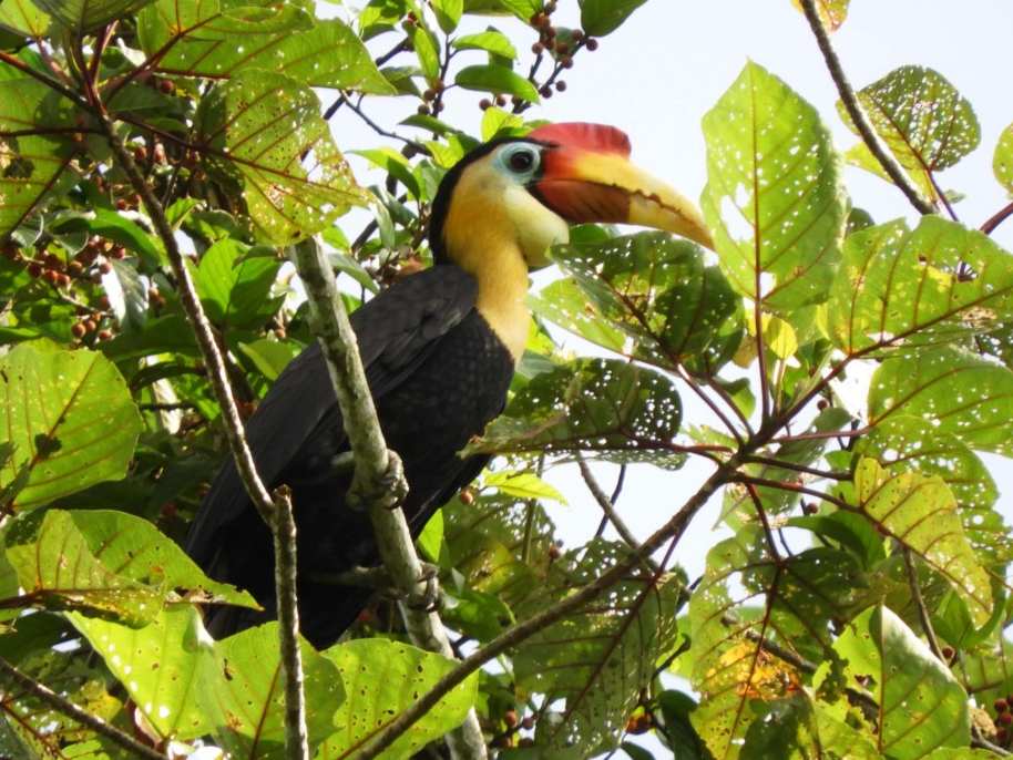 Burung Rangkong khas Kalimantan. | Dok. Orangutan.id