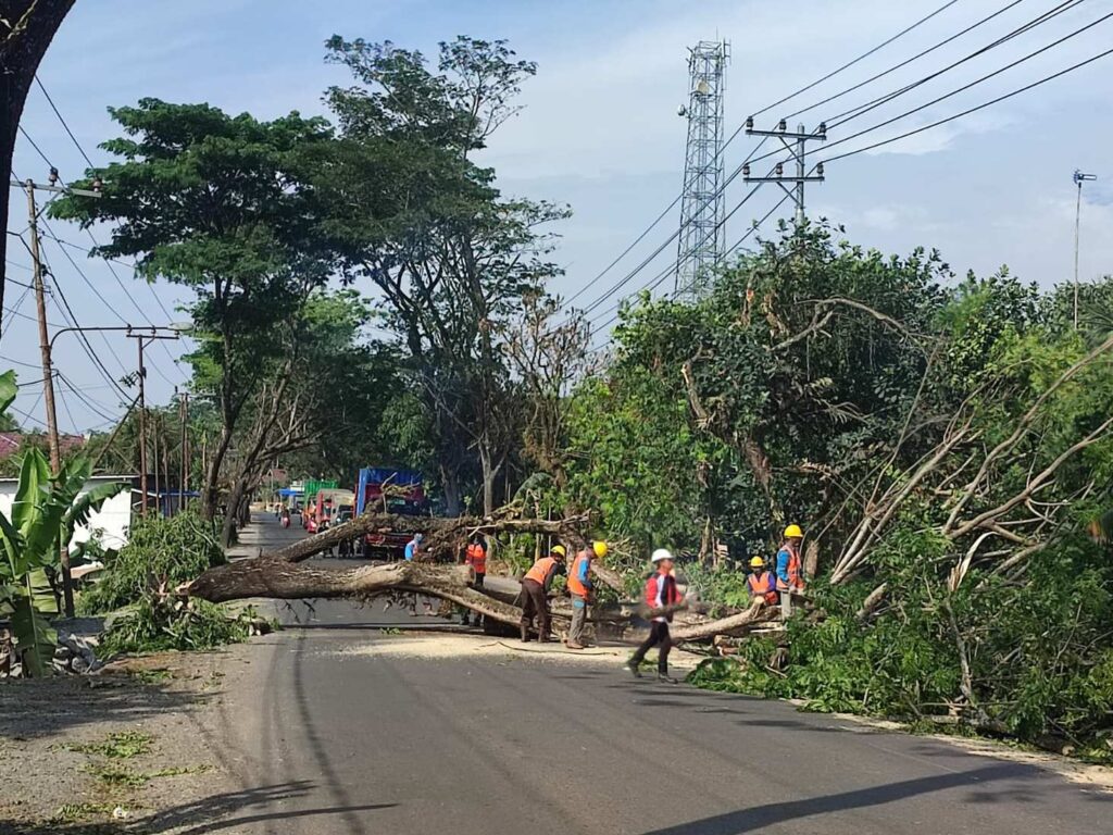 Penebangan pohon di sekitar jalan lintas tengah Kalsel. | MajalahLintas/Roy Afriansyah