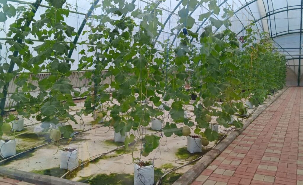 Green House mengembangkan buah melon di Bendungan Sukamahi. Majalah Lintas/Edwan Ruriansyah